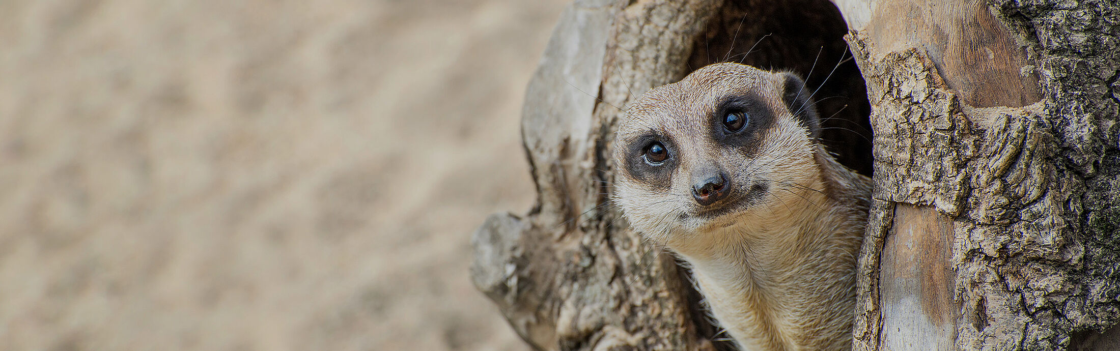 Erdmännchen schaut aus einer kleinen Höhle